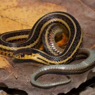 Butler’s Garter Snake