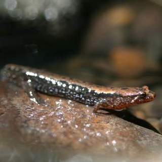dusky salamander