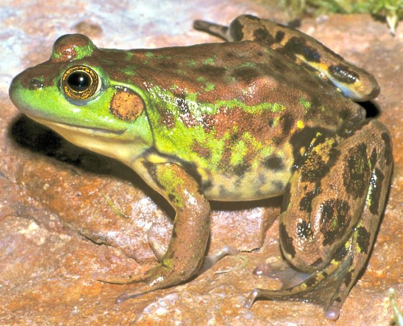 A baby bullfrog, a leopard frog, and a pickerel frog : r/herpetology