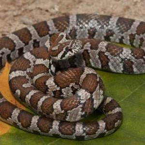 Eastern Milk Snake