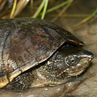 Eastern Musk Turtle - HRM