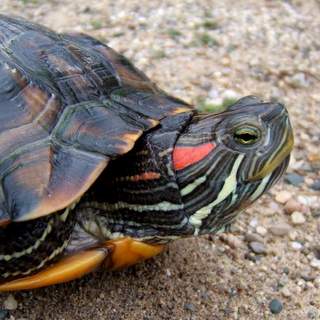 Red-eared Slider - HRM