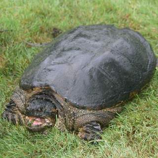 Eastern Snapping Turtle - HRM