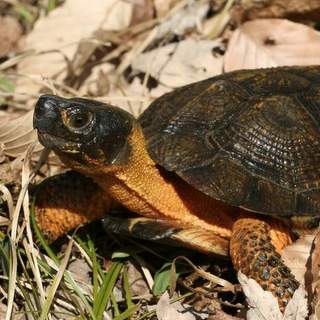 Wood Turtle - HRM