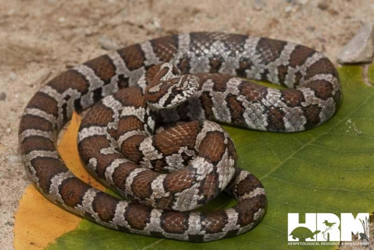 Eastern Milk Snake - HRM