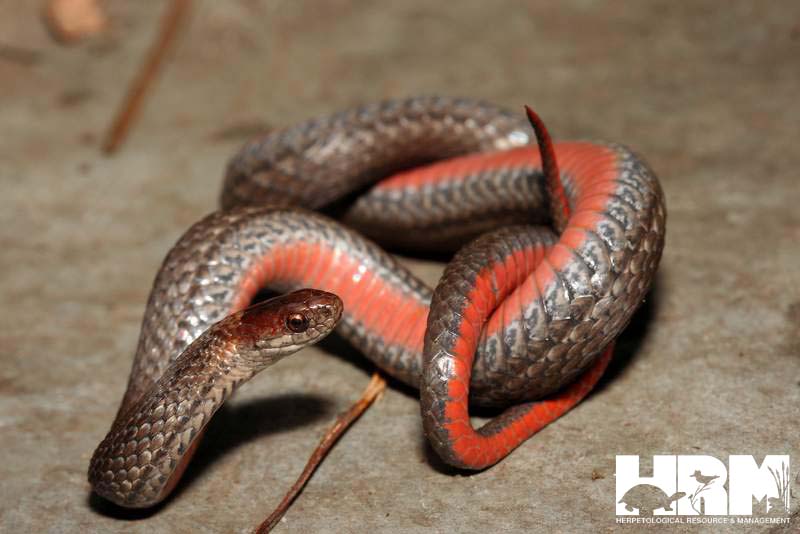 Northern Red-bellied Snake - HRM