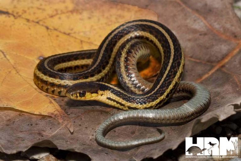 Butler’s Garter Snake - HRM