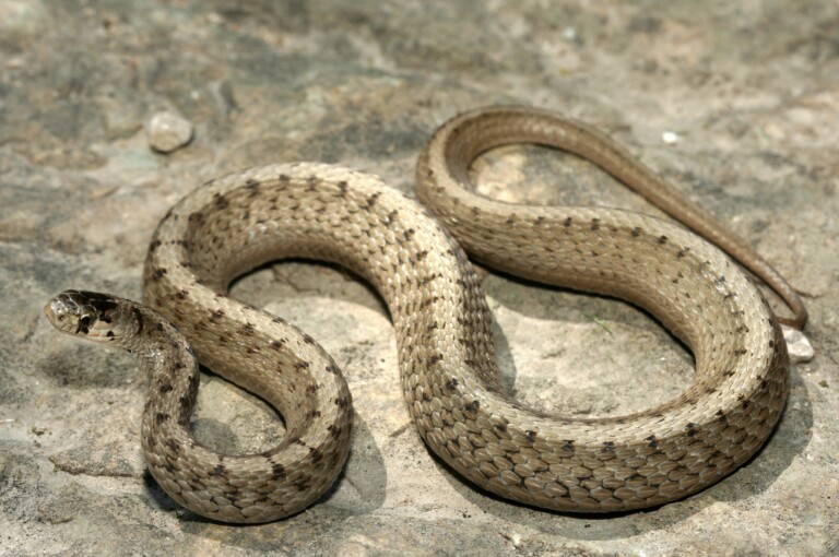 Northern Brown Snake - HRM